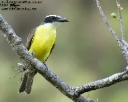 Megarhynchus pitangua