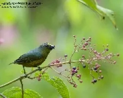 Euphonia gouldi 
