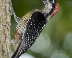 Melanerpes pucherani