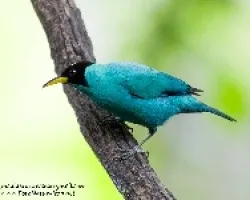 Chlorophanes spiza