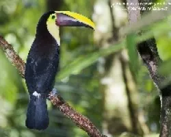 Ramphastos swainsonii