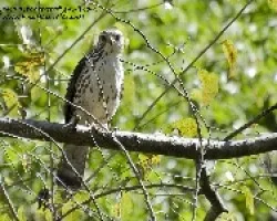 Buteo plagiatus