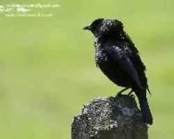 Molothrus aeneus