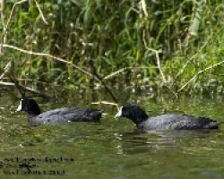 Fulica americana