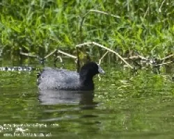 Fulica americana