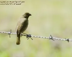 Tiaris olivaceus
