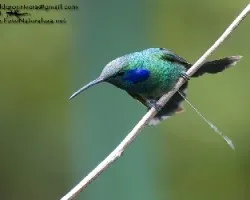 Colibri thalassinus