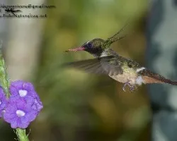 Lophornis adorabilis