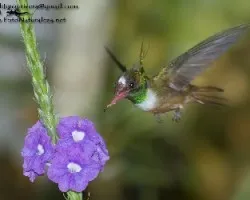 Lophornis adorabilis