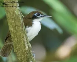 Gymnopithys leucaspis