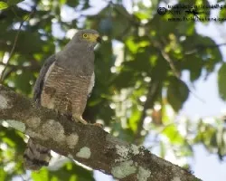 Buteo magnirostris