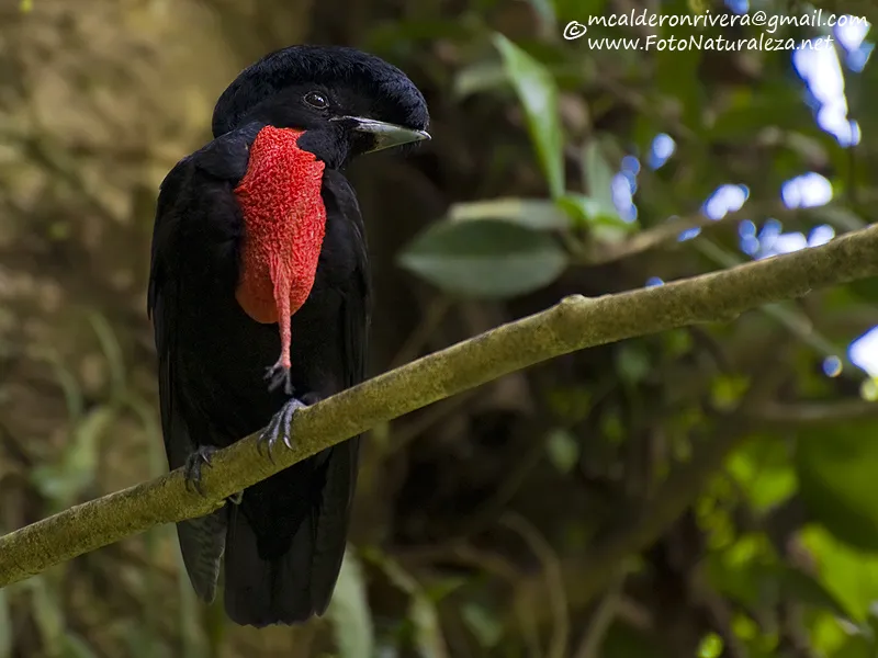 San Gerardo, Monteverde