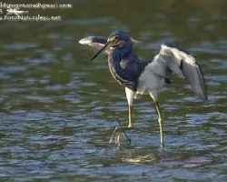 Egretta tricolor