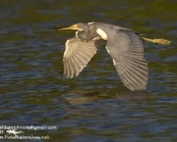 Egretta tricolor