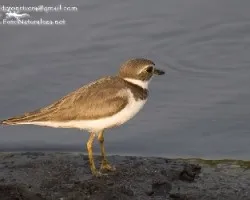 Charadrius semipalmatus
