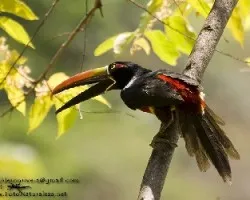 Pteroglossus frantzii