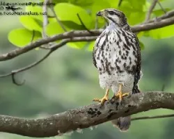 Buteo plagiatus