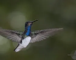 Florisuga mellivora