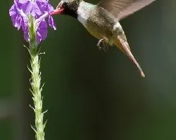 Lophornis adorabilis