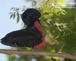 Cephalopterus glabricollis