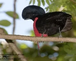 Cephalopterus glabricollis