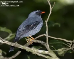 Myadestes melanops