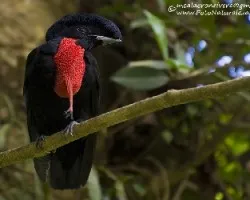 Cephalopterus glabricollis