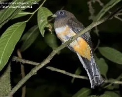 Trogon aurantiiventris