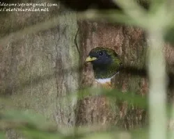Trogon aurantiiventris