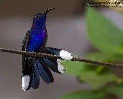 Campylopterus hemileucurus