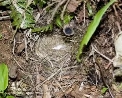 Myioborus torquatus