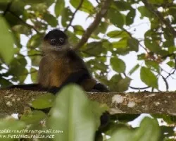 Ateles geoffroyi paniscus