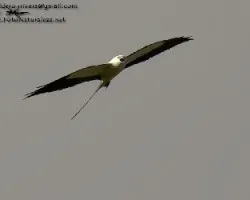 Elanoides forficatus