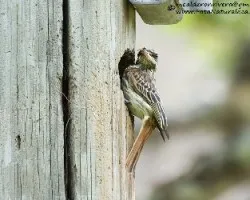 Myiodynastes maculatus