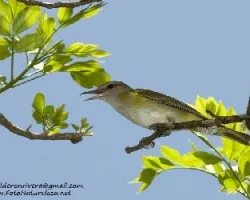Vireo flavoviridis