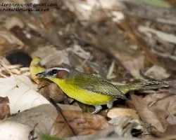 Basileuterus rufifrons
