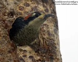 Melanerpes pucherani