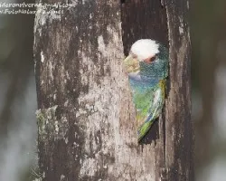 Pionus senilis