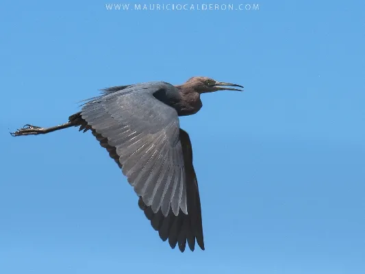 Egretta rufescens