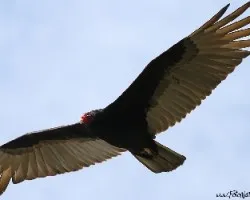 Cathartes aura
