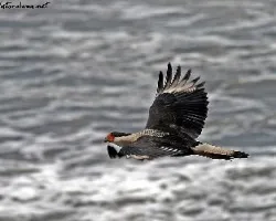 Caracara cheriway