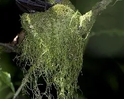 Campylopterus hemileucurus