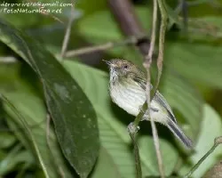 Lophotriccus pileatus