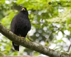 Buteogallus anthracinus