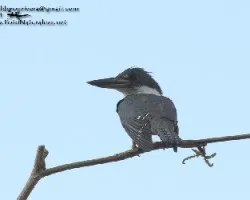 Chloroceryle amazona
