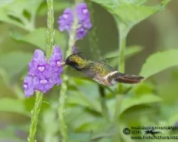 Lophornis helenae