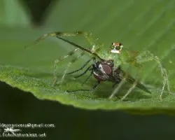 Araña y su presa