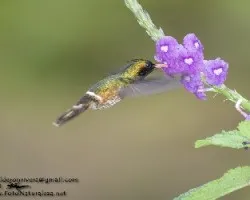 Lophornis helenae