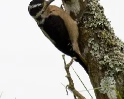 Picoides villosus