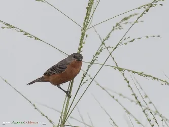 Sporophila minuta